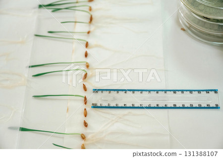 Grass, agriculture plants with measurement ruler on the table 131388107