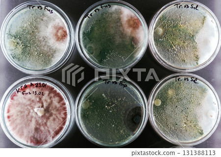 Green and red colors. Trichoderma and Sclerotinia in the laboratory in the special rounded containers Green and red colors. Trichoderma and Sclerotinia in the laboratory in the special rounded containers 131388113