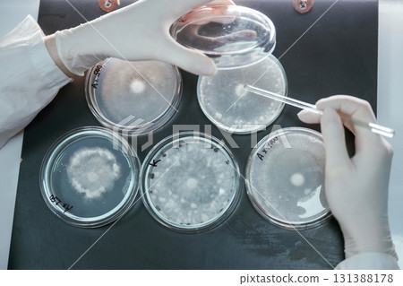Woman is working with Sclerotinia that is in the rounded containers in the laboratory 131388178