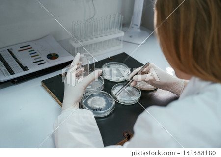 In gloves. Woman is working with Sclerotinia that is in the rounded containers in the laboratory In gloves. Woman is working with Sclerotinia that is in the rounded containers in the laboratory 131388180