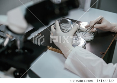 In gloves. Woman is working with Sclerotinia that is in the rounded containers in the laboratory 131388182