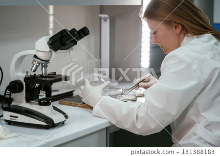 In gloves. Woman is working with Sclerotinia that is in the rounded containers in the laboratory 131388183