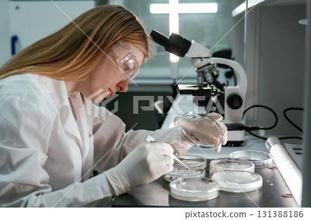 With microscope. Woman is working with Sclerotinia that is in the rounded containers in the laboratory With microscope. Woman is working with Sclerotinia that is in the rounded containers in the laboratory 131388186