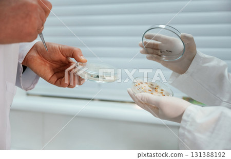 Side view. Male and female scientists are holding containers with trichoderma and sclerotinia, lab research 131388192