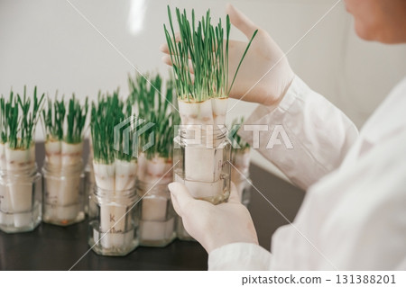 Holding plants. Woman is working in the laboratory with grass, agriculture plants 131388201