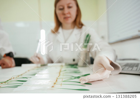 Woman is working in the laboratory with grass, agriculture plants 131388205