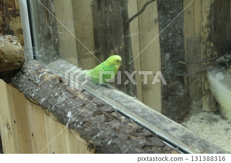 Melopsittacus undulatus, a parrot of light green color, sits behind the glass in the zoo. Keeping birds Melopsittacus undulatus, a parrot of light green color, sits behind the glass in the zoo. Keeping birds 131388316