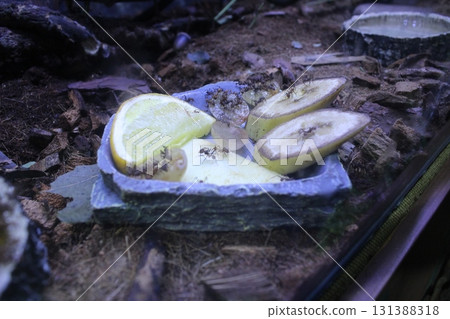 feeding ants with fruit. Ants crawling on a plate of bananas and oranges feeding ants with fruit. Ants crawling on a plate of bananas and oranges 131388318