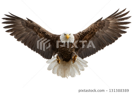 An eagle flies with wings spread wide. 131388389