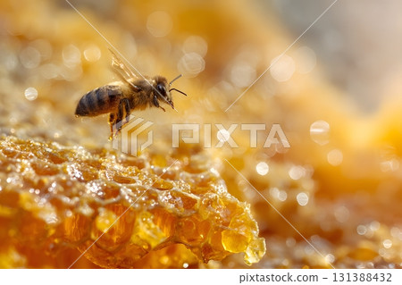 Bee flies over golden honeycomb dripping with sweet honey. 131388432
