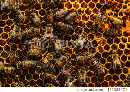 Bees fill honeycomb with honey in a busy hive showing their work. Bees fill honeycomb with honey in a busy hive showing their work. 131388474