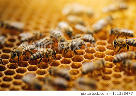 Bees work on honeycomb collecting honey. 131388477