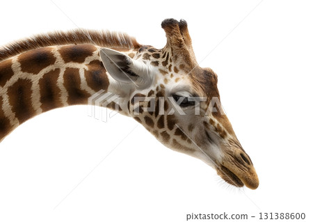 A giraffe animal isolated leans its head down. 131388600