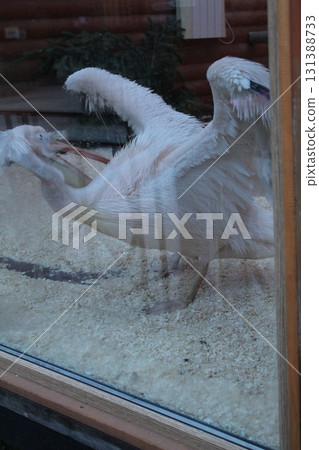 A large white pelican bird behind the glass. Zoo 131388733