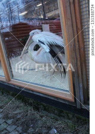 A white pelican in the zoo behind glass. Birds in captivity A white pelican in the zoo behind glass. Birds in captivity 131388734