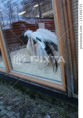 Large white pelican bird with black Large white pelican bird with black 131388735