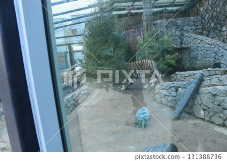 Striped orange and black tiger in the zoo behind glass Striped orange and black tiger in the zoo behind glass 131388736