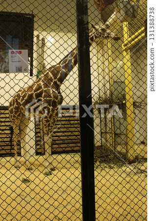 Keeping animals in captivity in the zoo. Wild African animals in a cage Keeping animals in captivity in the zoo. Wild African animals in a cage 131388738