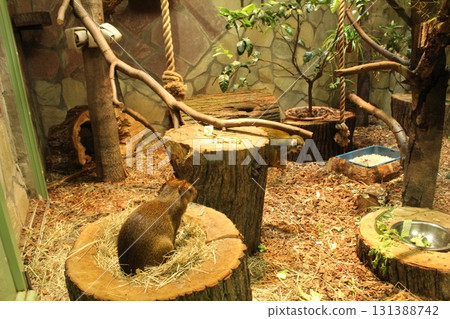A little monkey is sitting on a wooden stump frame. Monkeys enclosure A little monkey is sitting on a wooden stump frame. Monkeys enclosure 131388742