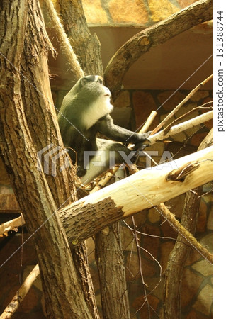 De Brazza's Monkey is a medium-sized monkey sitting on a large tree. Side view 131388744