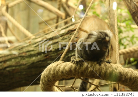 Cebuella pygmaea monkey sitting on a tree branch looking right Cebuella pygmaea monkey sitting on a tree branch looking right 131388745