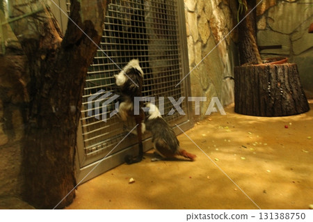 Tamarin stands funny on its hind legs on the floor of the enclosure in the zoo Tamarin stands funny on its hind legs on the floor of the enclosure in the zoo 131388750