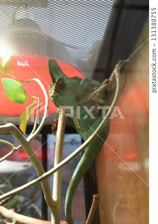 Chameleon in a terrarium sitting on a branch side view. Funny Animals Chameleon in a terrarium sitting on a branch side view. Funny Animals 131388755