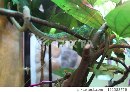 A green chameleon is sitting on a branch, hiding. Chameleon A green chameleon is sitting on a branch, hiding. Chameleon 131388756