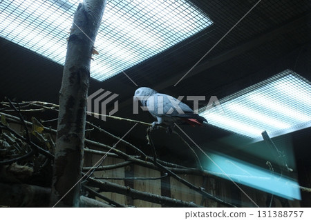 The parrot sits on a branch of light gray blue color. Keeping birds 131388757