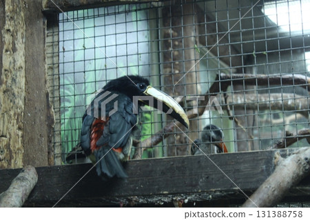 Black-Necked Aracari Black and Yellow Bird in Zoo Enclosure Black-Necked Aracari Black and Yellow Bird in Zoo Enclosure 131388758