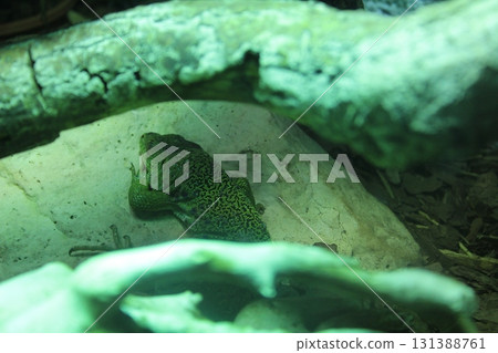 A green spotted lizard hides among the rocks. Lizard in the zoo A green spotted lizard hides among the rocks. Lizard in the zoo 131388761