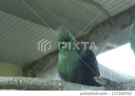 Guinea turaco parrot. Large green parrot sitting on a branch close-up 131388762