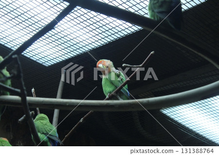 Portrait of a green parrot with a red cap Portrait of a green parrot with a red cap 131388764