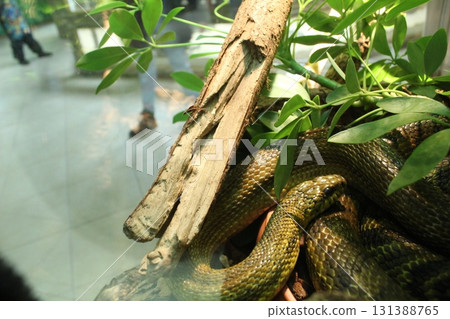 Elaphe carinata crawls on a tree among the leaves Elaphe carinata crawls on a tree among the leaves 131388765