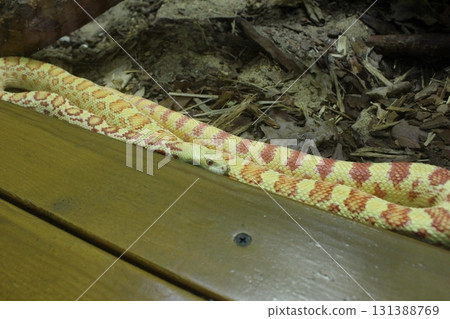 A gopher snake of bright yellow color with stripes lies behind the glass close-up 131388769