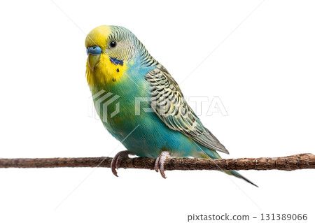A parakeet perched on a branch shows its colorful feathers and calm pose. 131389066