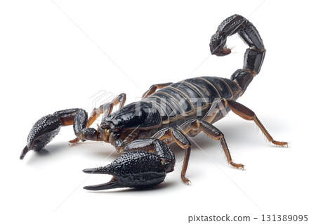 A scorpion stands ready with its tail raised high. 131389095
