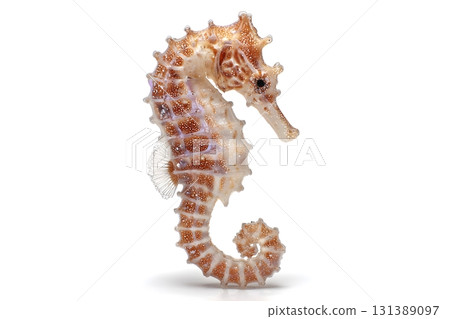 A seahorse curls its tail upright against a clean white background. 131389097