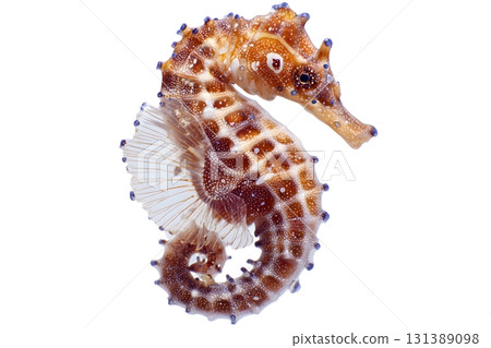 A seahorse animal isolated on white is swimming. 131389098