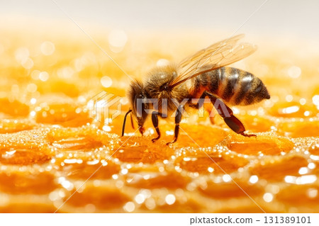 A bee is working on a honeycomb filled with honey. 131389101