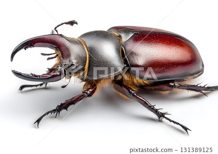 A stag beetle displays its large pincers on a white background. 131389125