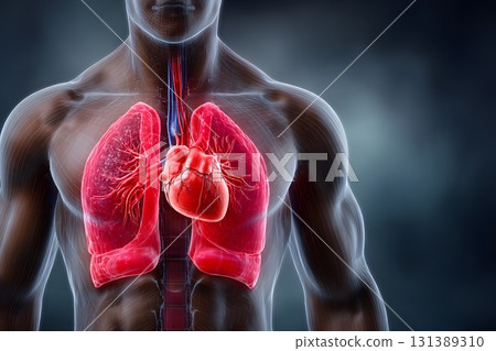 The human chest shows biological anatomy with the heart and lungs clearly visible within. 131389310