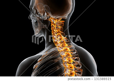 The anatomy of the biological spine shows detailed bones. 131389315