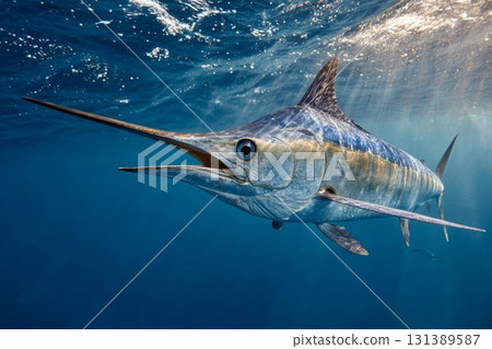 Blue Marlin Swordfish swimming gracefully in clear ocean waters showcasing vibrant colors and dynamic movement 131389587
