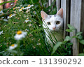 A white cat peeks from behind a wooden fence amongst green grass and white flowers. 131390292