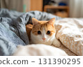 A cute cat peeking out from under blankets and looking at the camera. 131390295