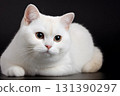 A white cat rests calmly with its paws tucked under 131390297