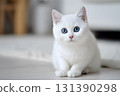 A cute cat sits looking with its bright blue eyes. 131390298