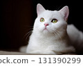 A white cat looks up with bright green eyes. 131390299