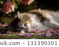 A cute cat rests peacefully among fallen flower petals. 131390301